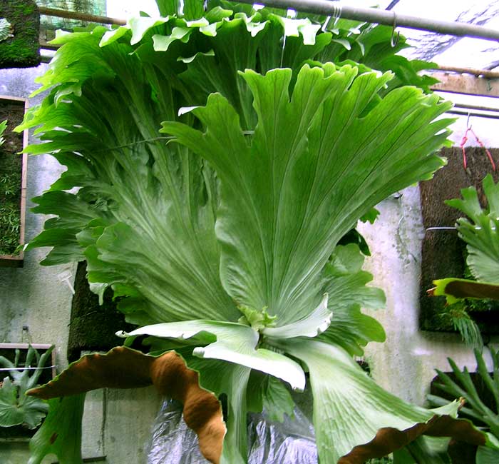 Regal Elkhorn Fern